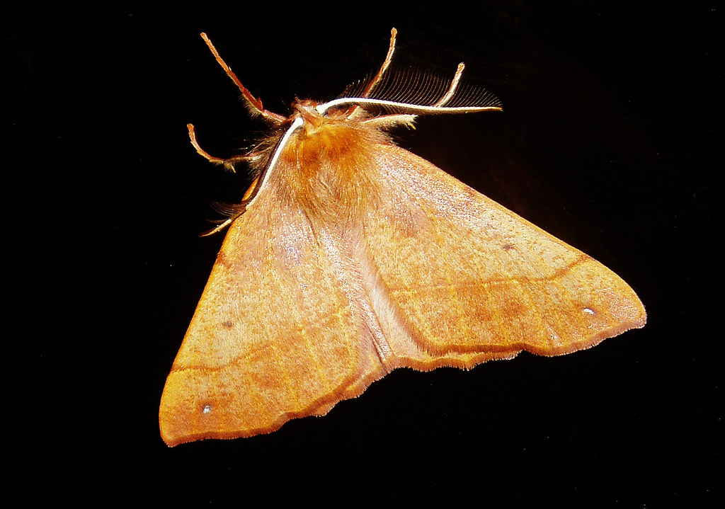 Wings Unfold After Years of Waiting (image credits: flickr)