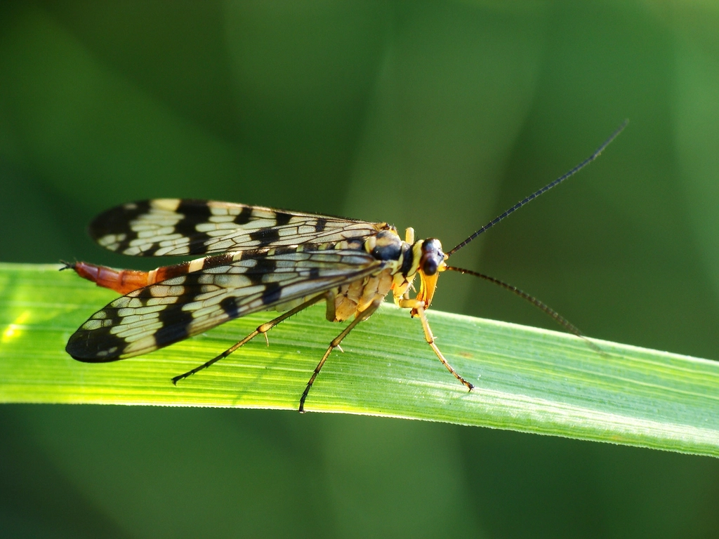 The Incredible World of Beneficial Insects (image credits: rawpixel)