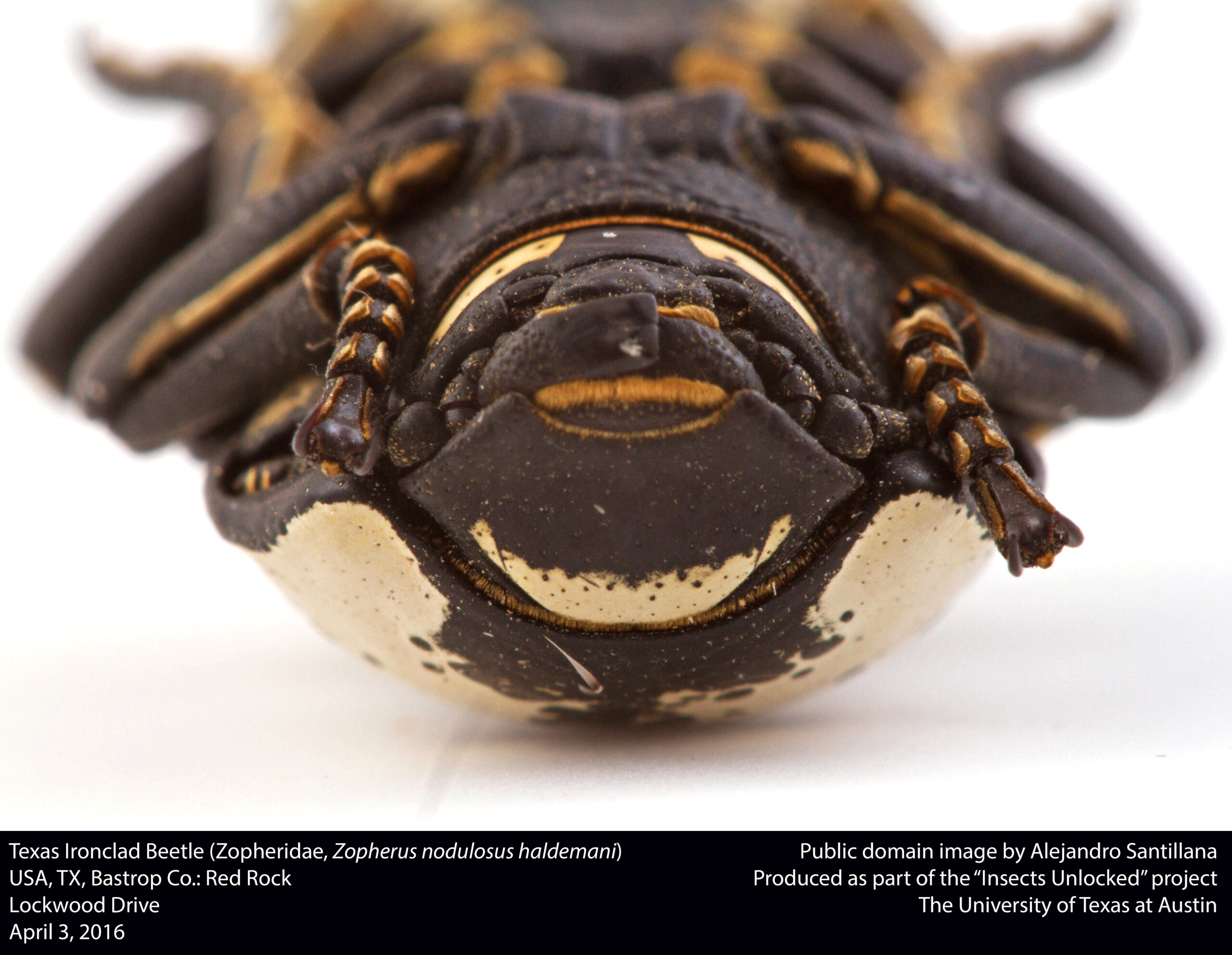 Real-World Testing That Shocked Scientists (image credits: Texas Ironclad Beetle (Zopheridae, Zopherus nodulosus haldemani), CC0, https://commons.wikimedia.org/w/index.php?curid=48759676)