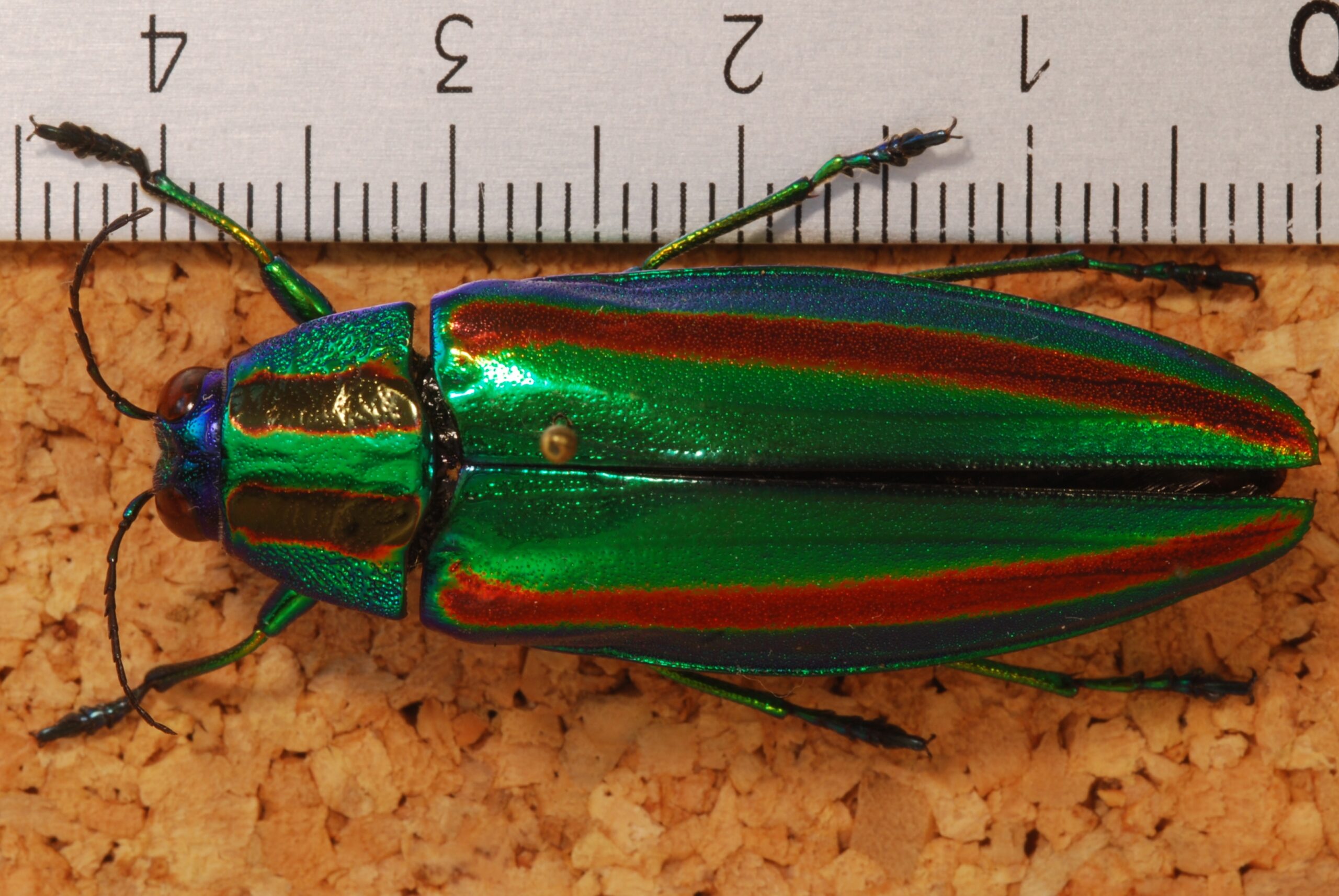 The Jewel Beetle - Nature's Living Gemstone (image credits: wikimedia)