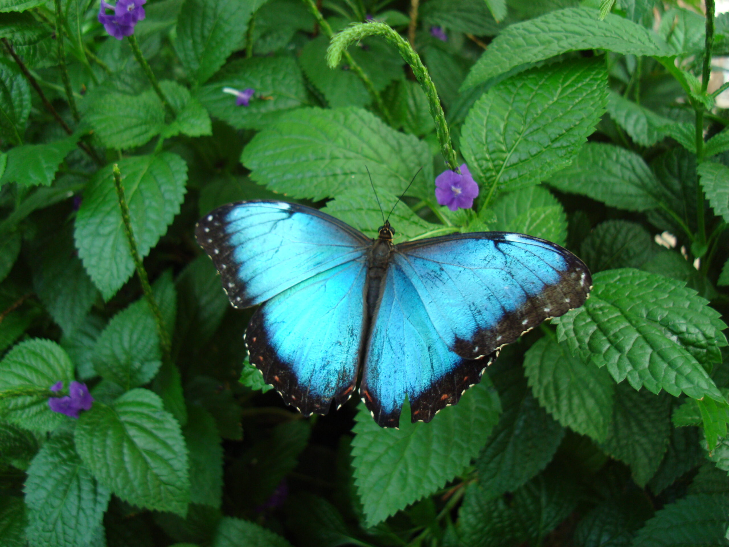 Morpho Butterflies - The Blue Angels of the Rainforest (image credits: wikimedia)
