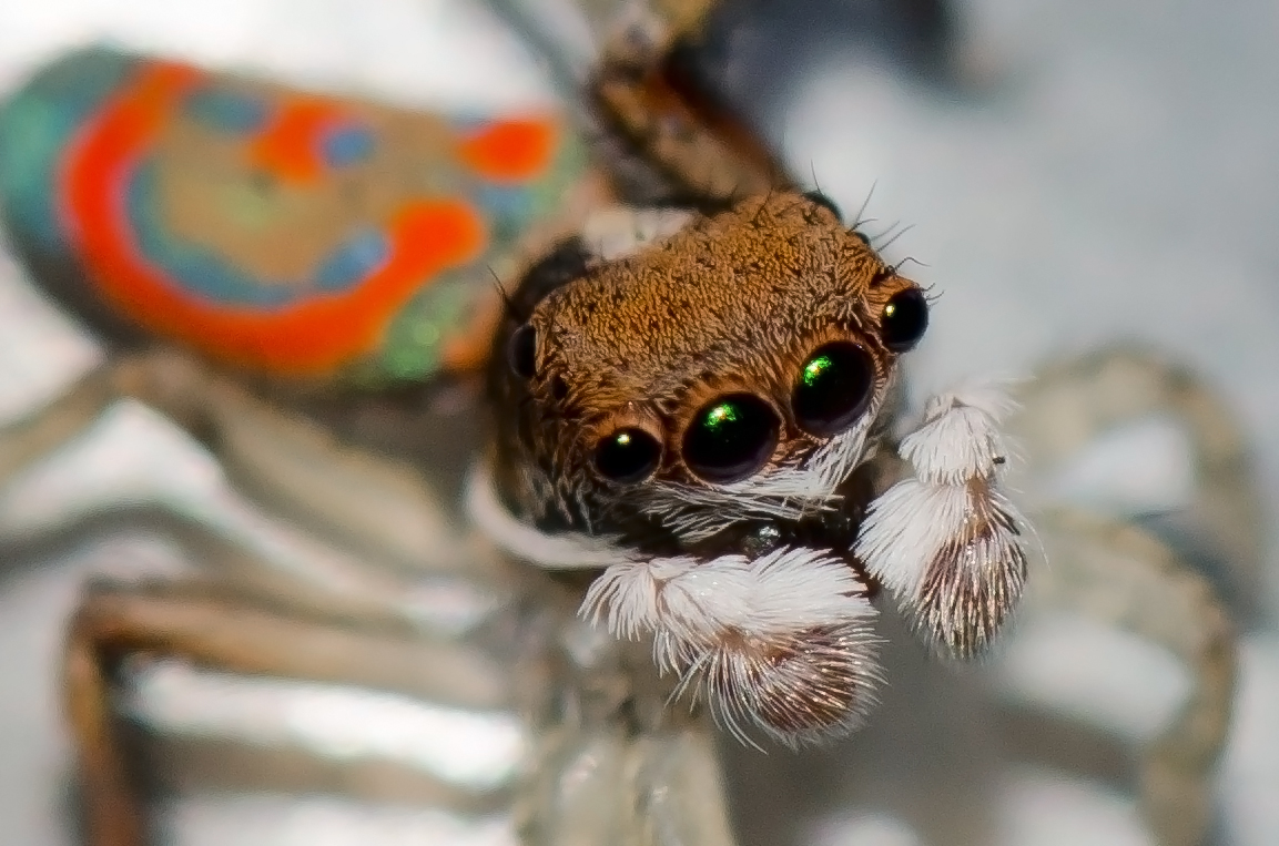 Peacock Spiders - Tiny Dancers with Attitude (image credits: wikimedia)