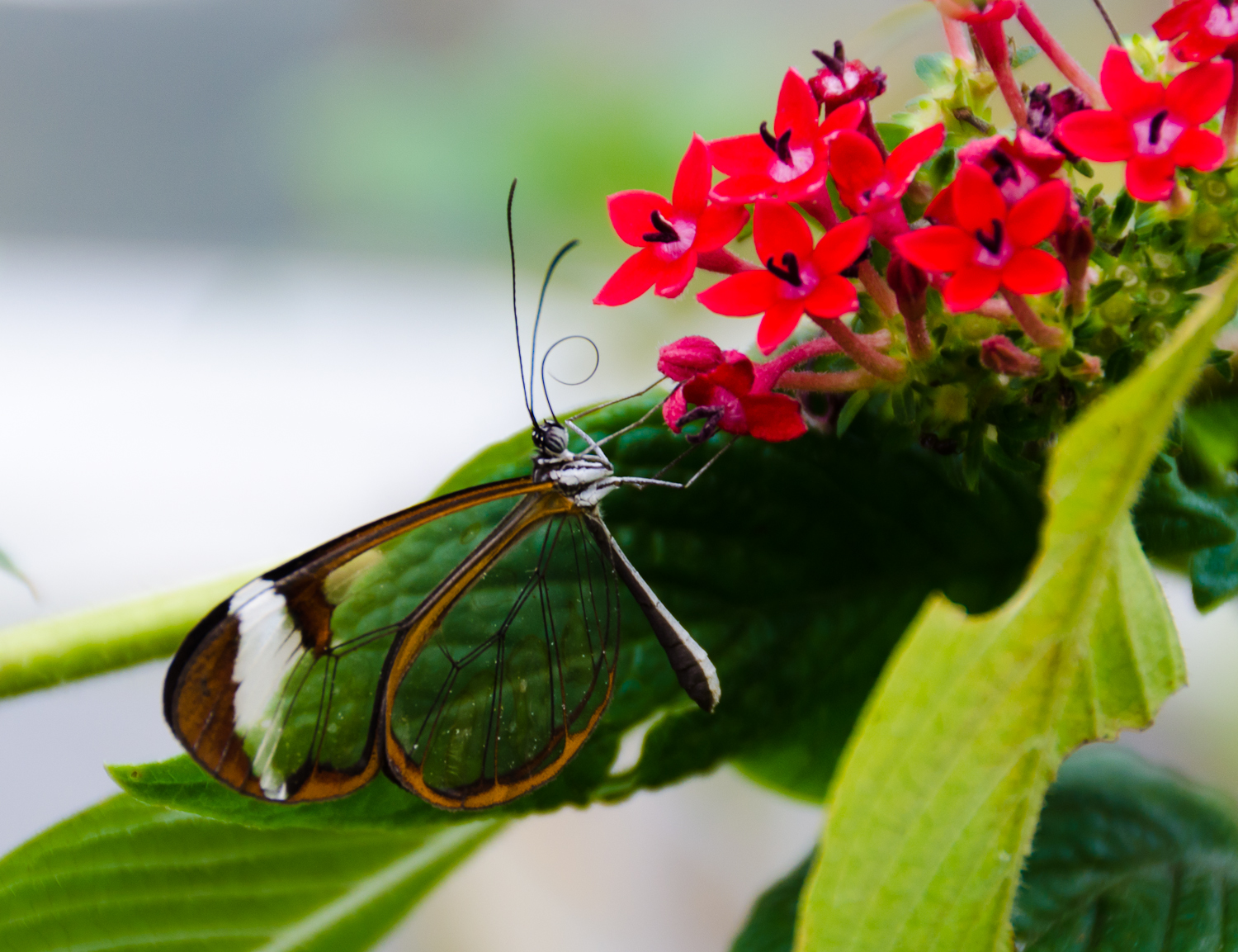 Glasswing Butterflies - Nature's Transparent Wonders (image credits: wikimedia)