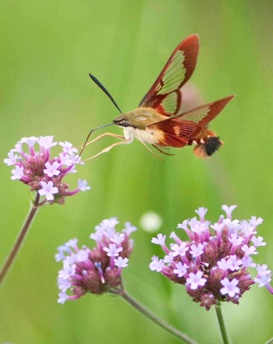 Madagascan Sunset Moths - Rainbows in Flight (image credits: wikimedia)