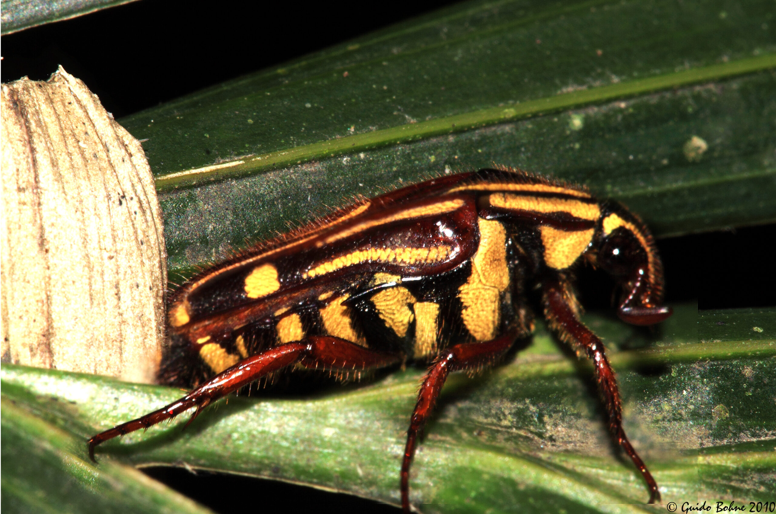 Flower Chafers - Living Jewels of the Garden (image credits: wikimedia)