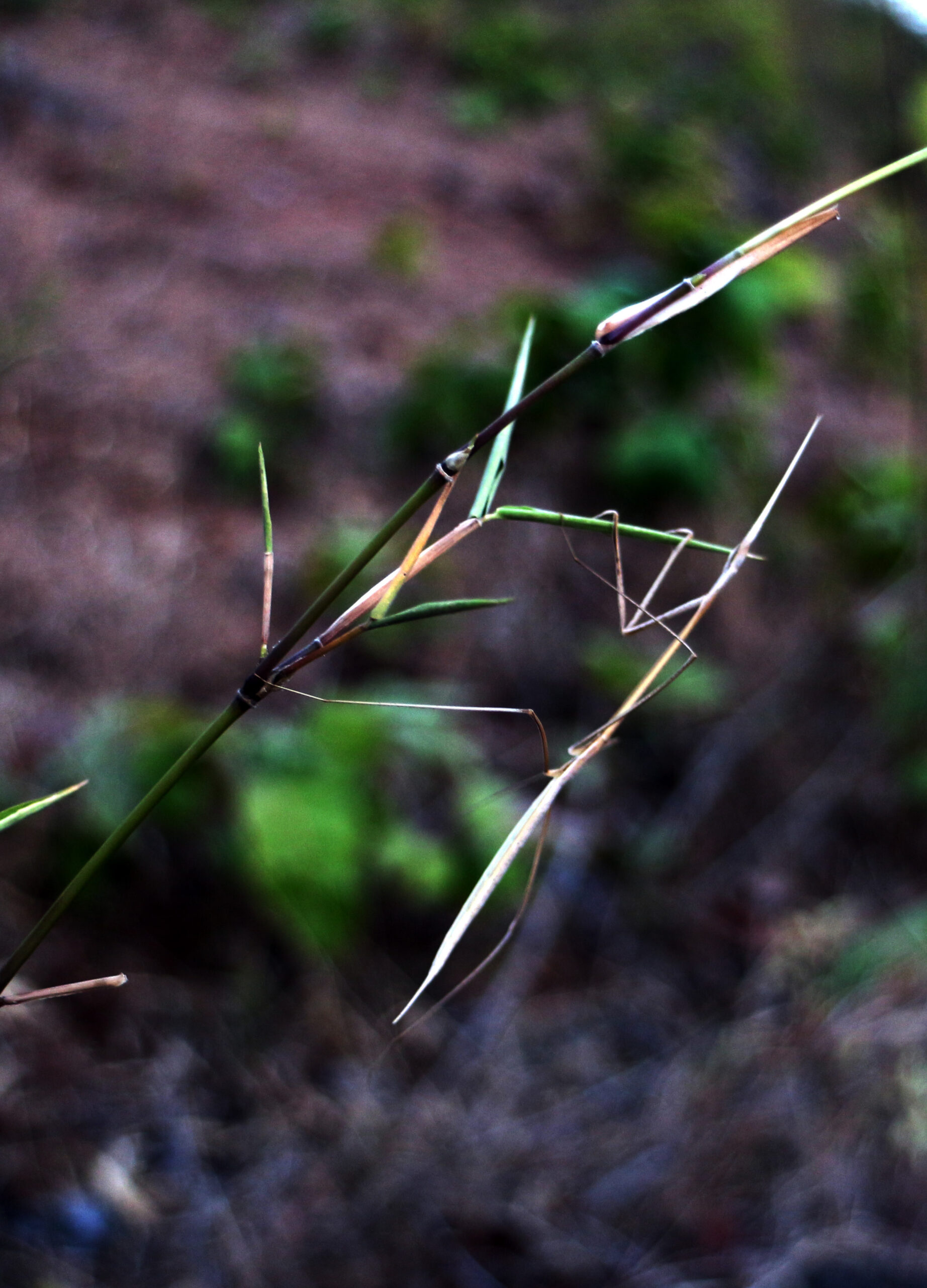Stick Insects - The Art of Elegant Camouflage (image credits: wikimedia)