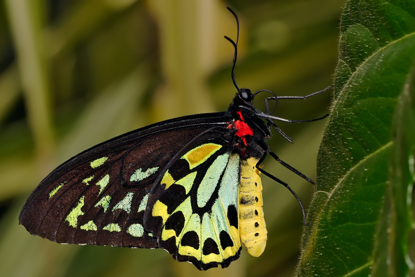 Birdwing Butterflies - Giants of the Butterfly World (image credits: wikimedia)