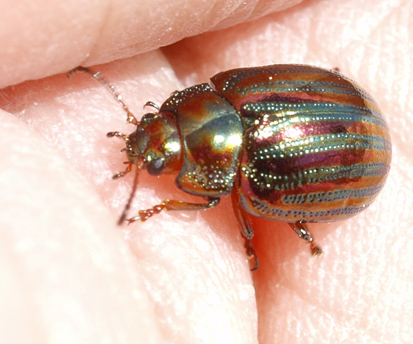 Rosemary Beetles - Metallic Marvels (image credits: wikimedia)