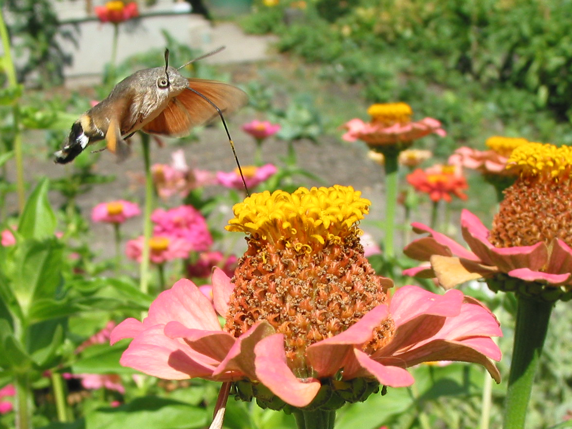 Hummingbird Clearwing Moths - The Avian Imposters (image credits: wikimedia)