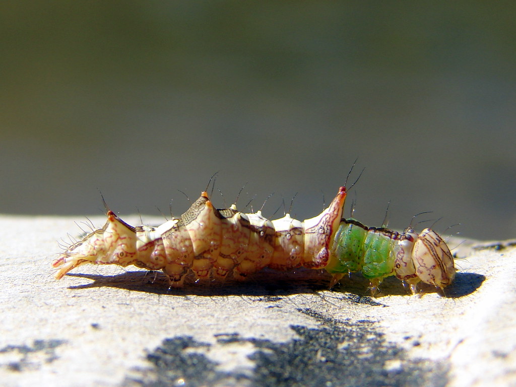 Thorn Bugs: Nature's Spiky Deceivers (image credits: flickr)