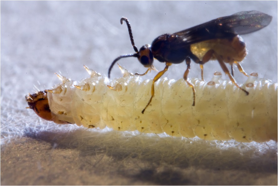 Surgical Precision in Nature's Operating Room (image credits: wikimedia)