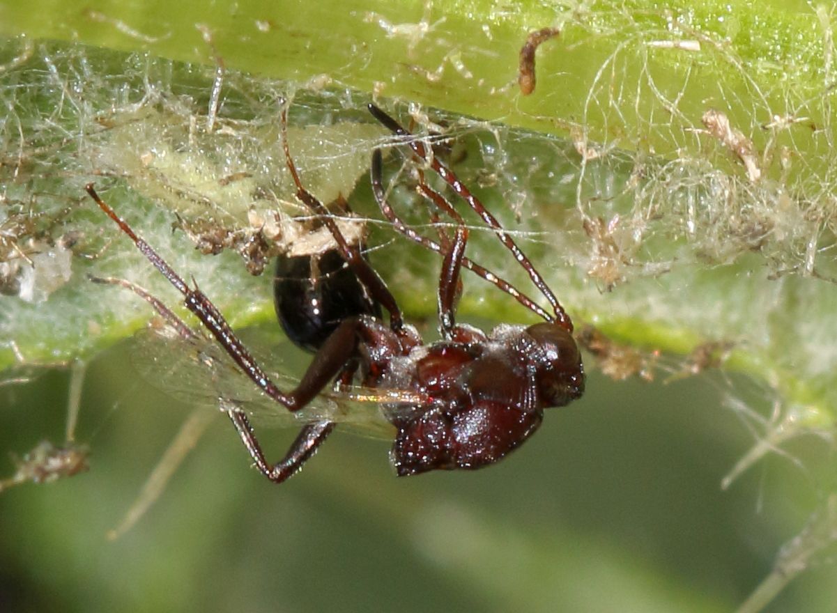 Hyperparasites: Parasites of Parasites (image credits: wikimedia)