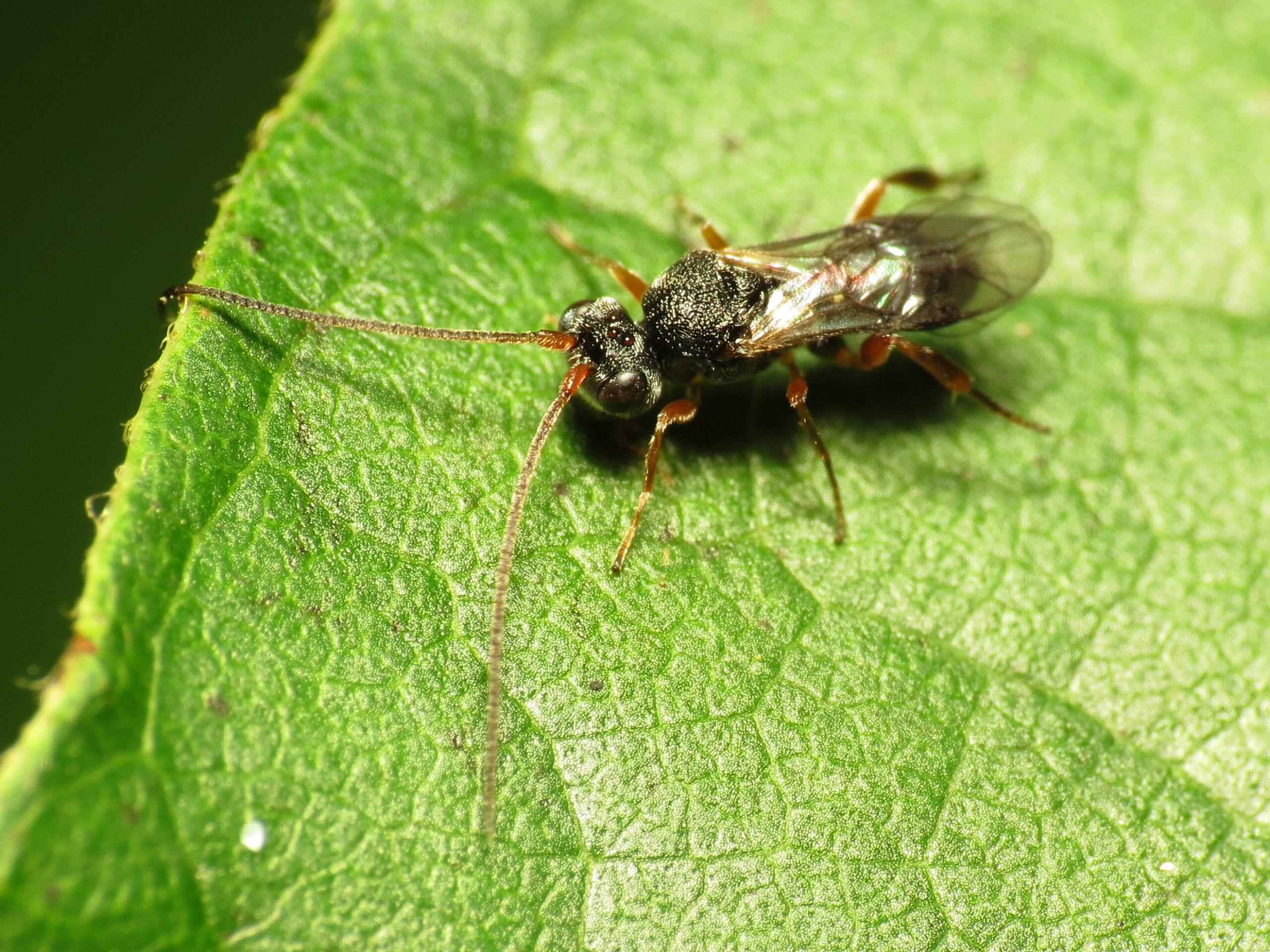 Ecosystem Engineers and Population Controllers (image credits: wikimedia)