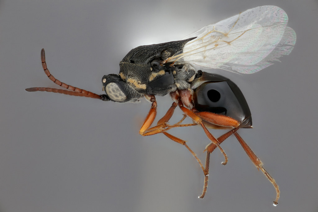 Venom and Virus Partnerships (image credits: flickr)
