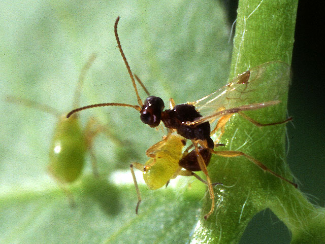 Conservation and Biodiversity Concerns (image credits: wikimedia)