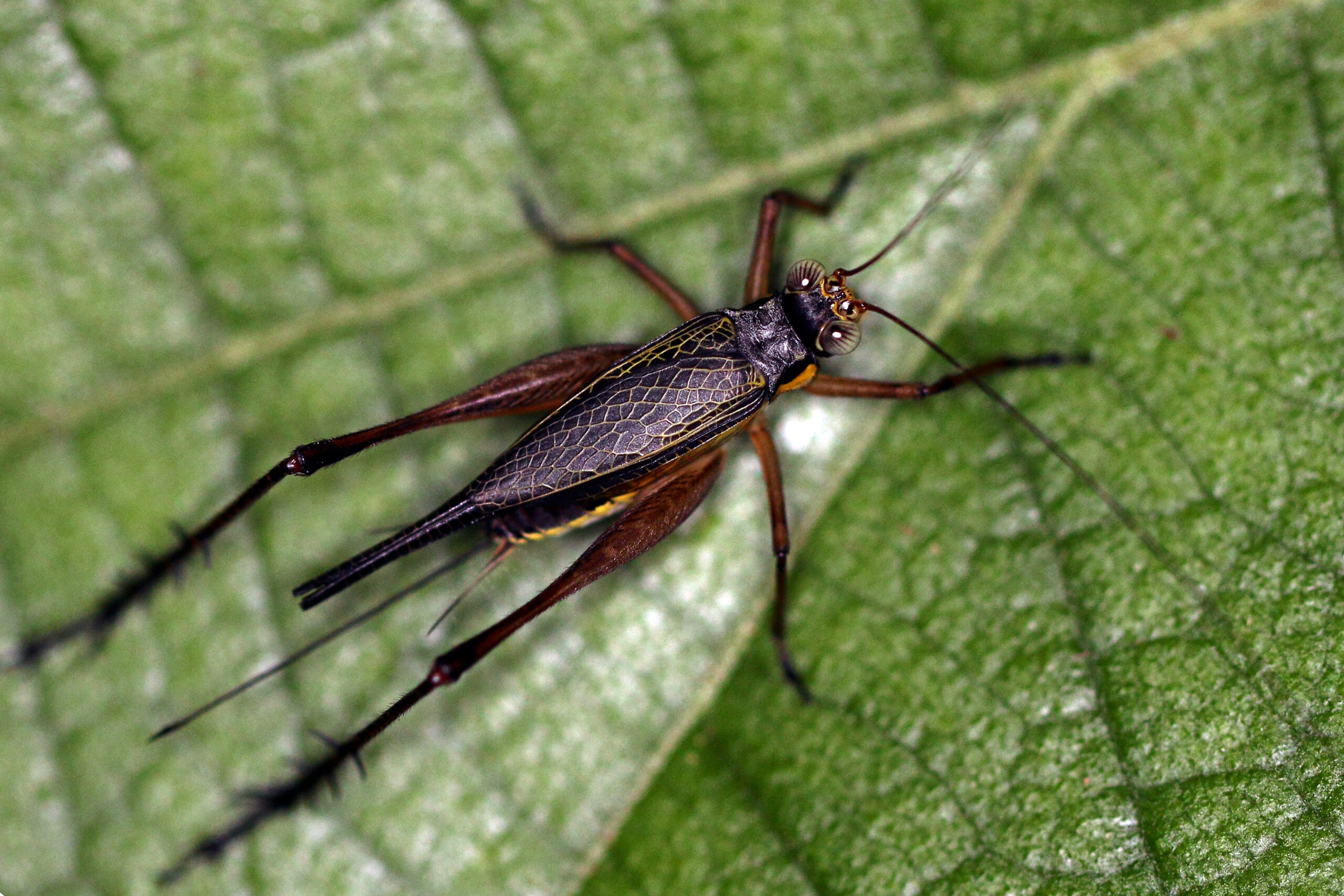 Cricket Gladiators: The Masters of Acoustic Combat (image credits: wikimedia)