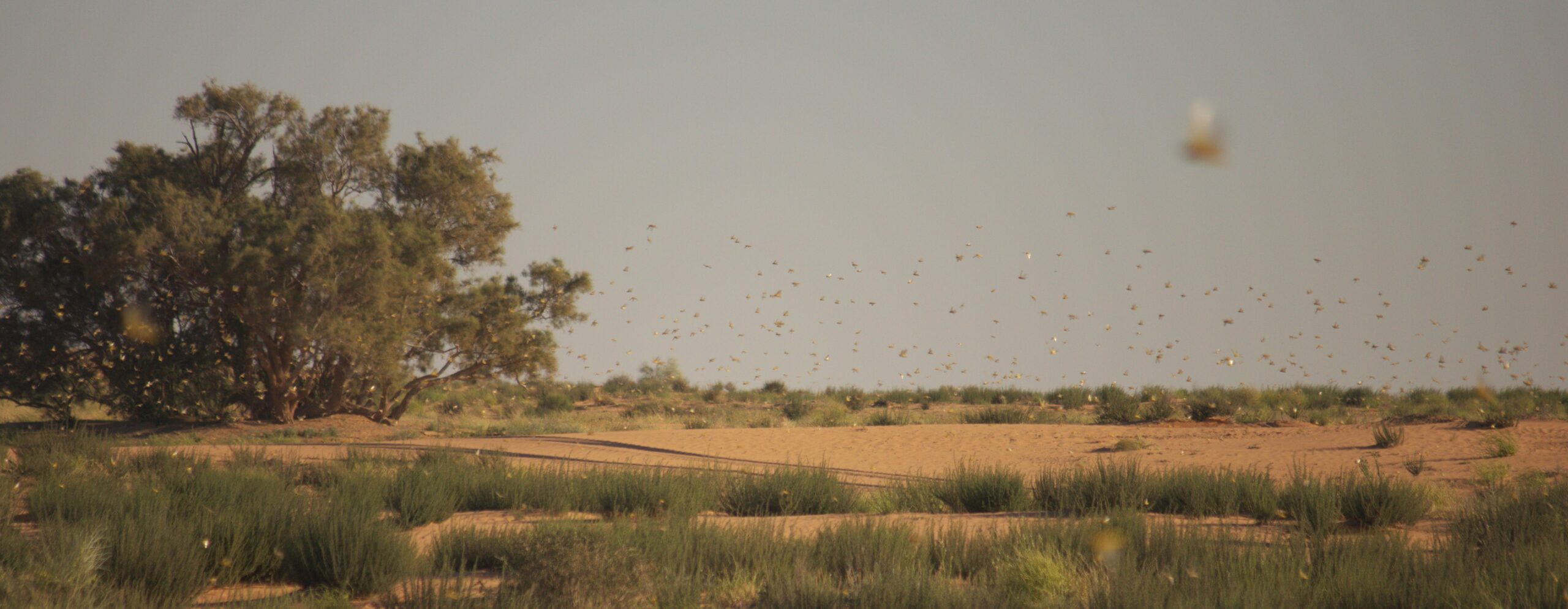 Locust Swarms: Coordinated Acoustic Invasion (image credits: wikimedia)