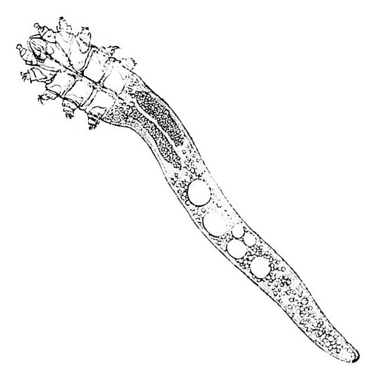 How These Tiny Creatures Navigate Your Skin (image credits: wikimedia)