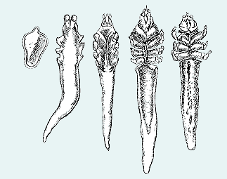 The Shocking Truth About Mite Populations (image credits: wikimedia)