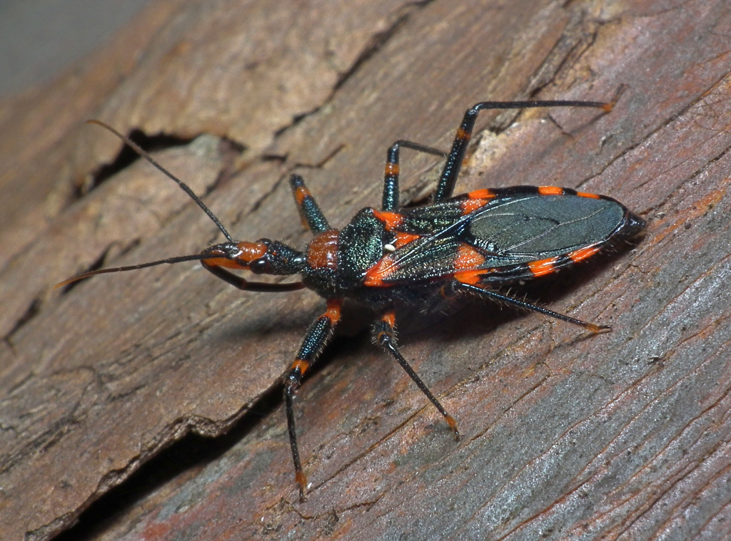 When Hitchhikers Become Residents (image credits: flickr)