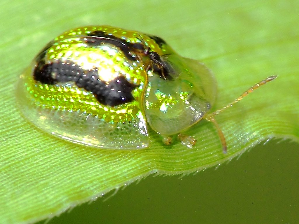 The Unexpected Benefits of Bug Awareness (image credits: flickr)