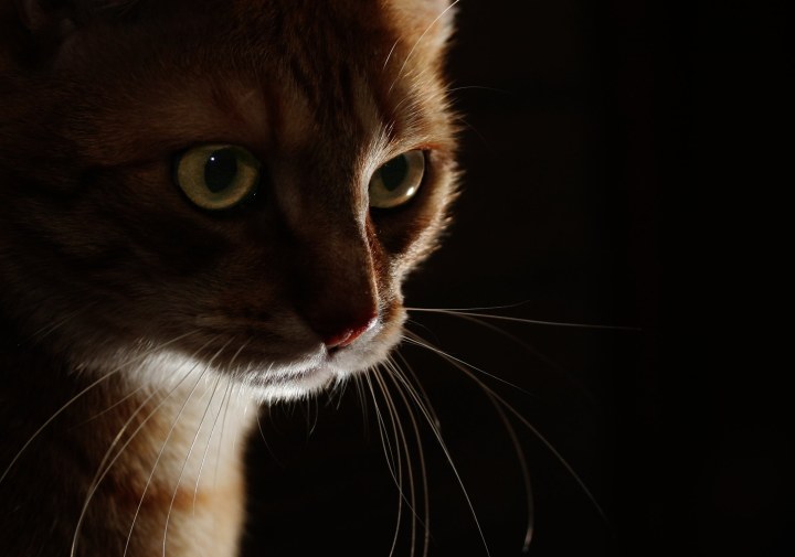 The Fascinating Predator-Prey Dance in Your Living Room (image credits: By che, CC BY-SA 2.5, https://commons.wikimedia.org/w/index.php?curid=1243539)