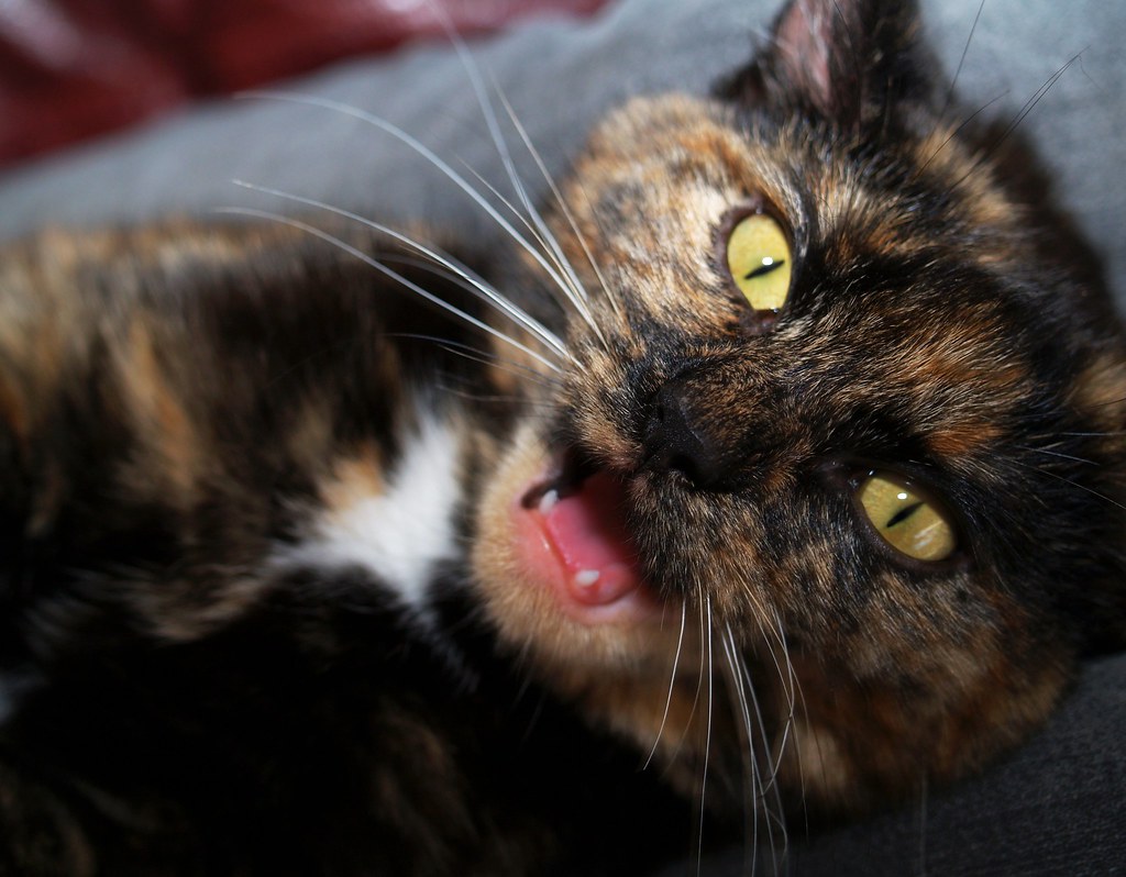 Why Cats Can't Resist the Spider Hunt (image credits: flickr)