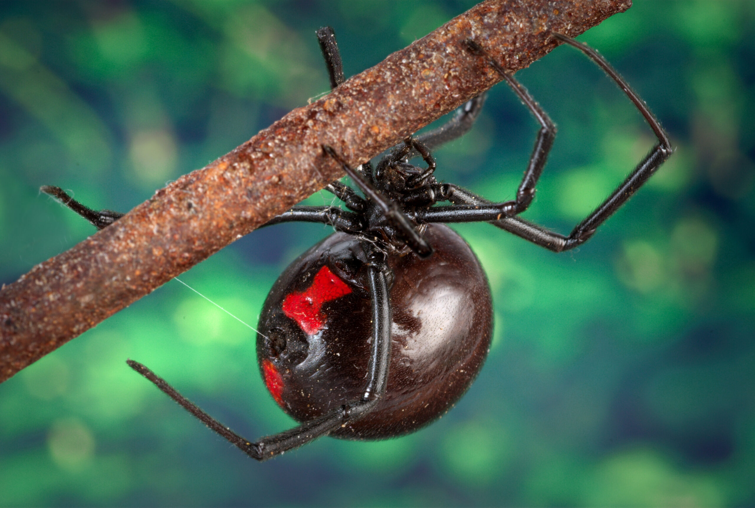 Dangerous Spiders Every Pet Owner Should Know (image credits: wikimedia)