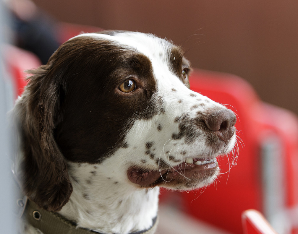Creating a Pet-Safe Roach Control Strategy (image credits: flickr)