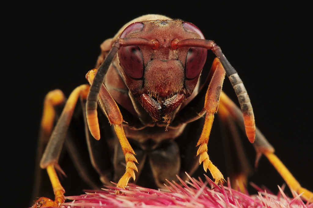 The Shocking Discovery That Changed Everything (image credits: flickr)