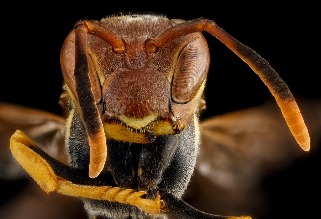 Meet the Face-Reading Champions (image credits: flickr)