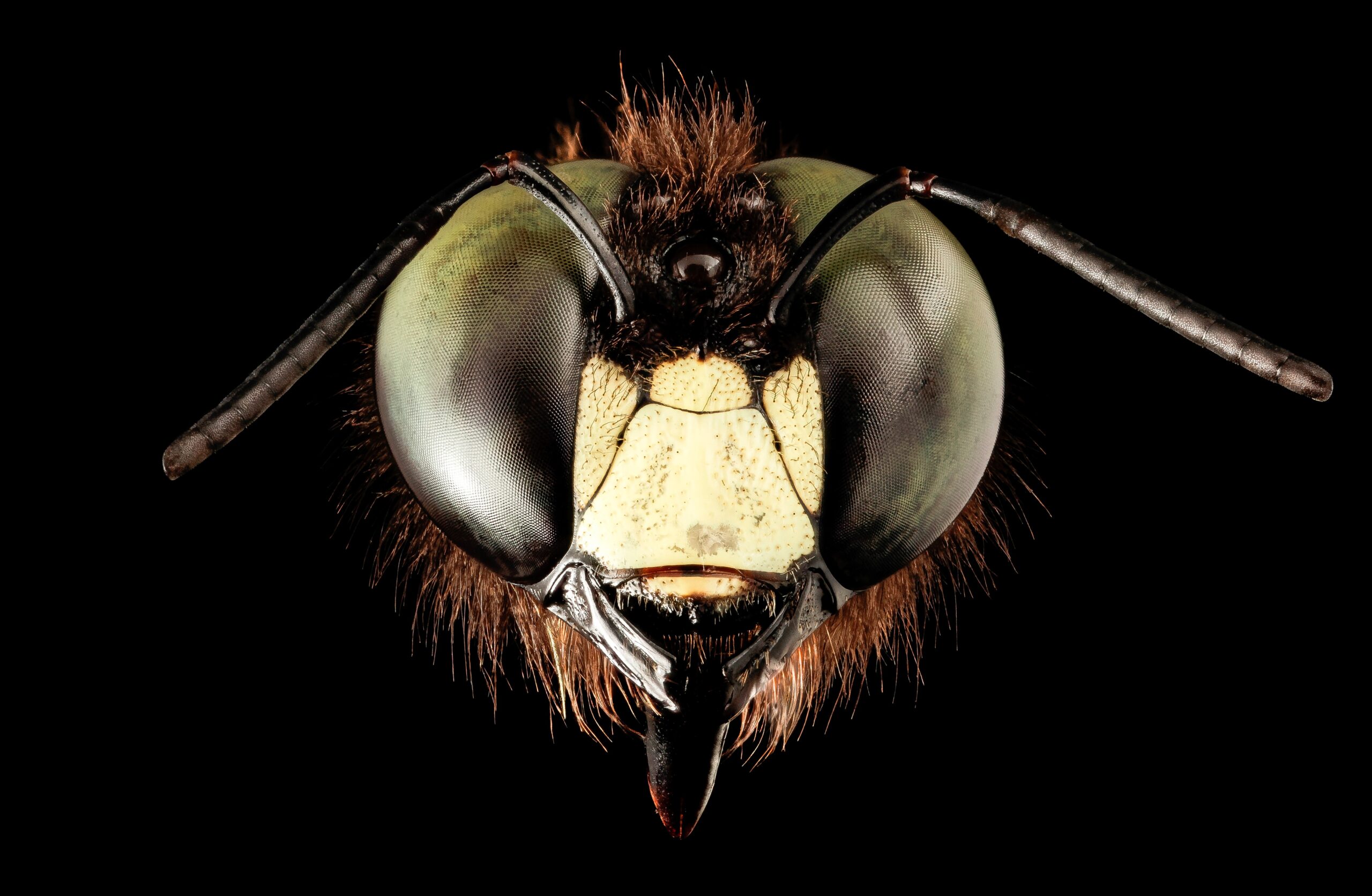 Comparative Studies Across Insect Species (image credits: wikimedia)