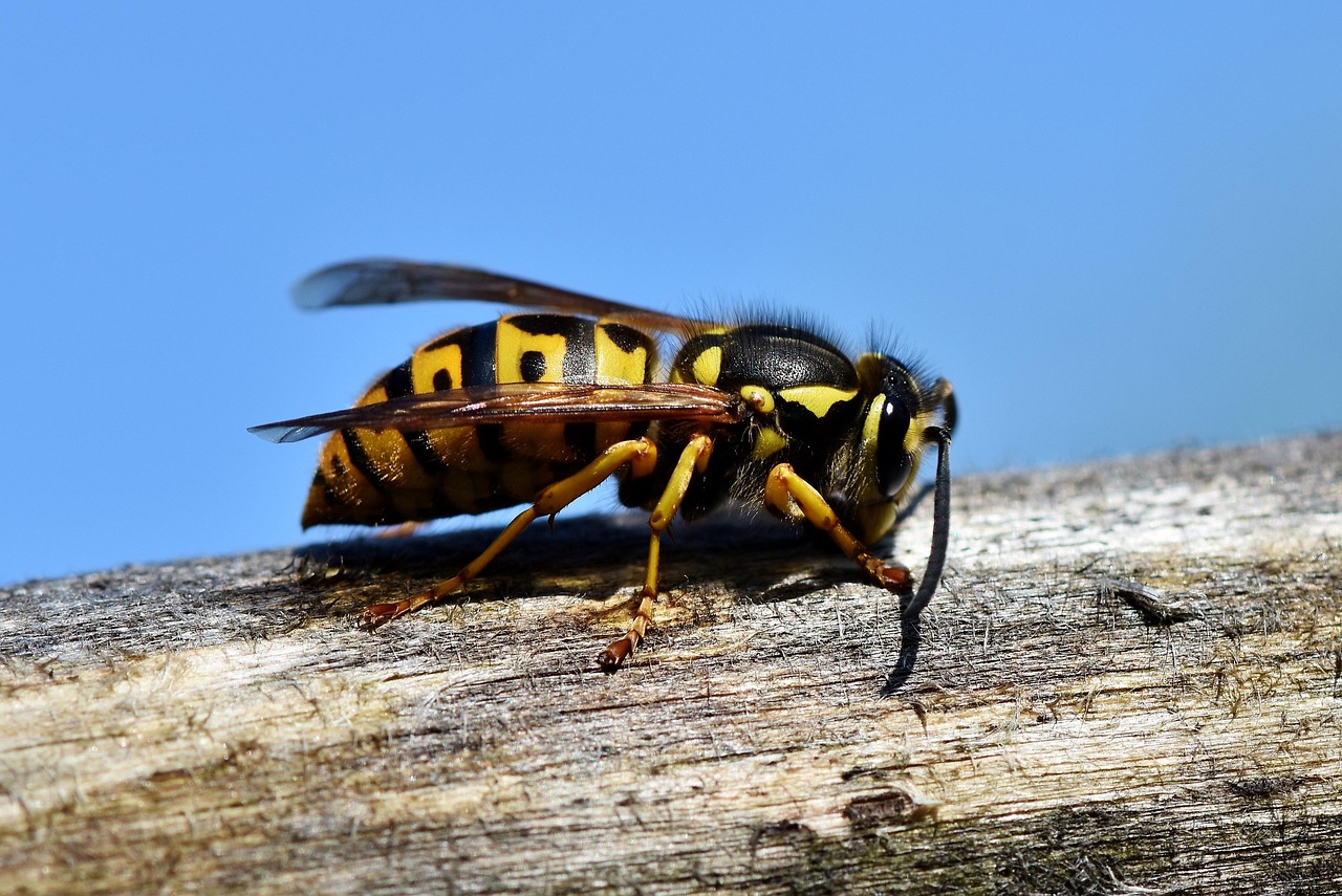 Environmental Factors Affecting Recognition (image credits: pixabay)