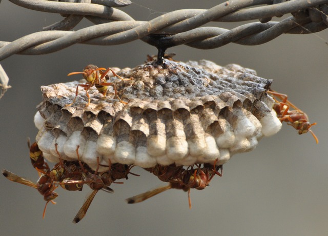 Conservation and Ecological Significance (image credits: wikimedia)