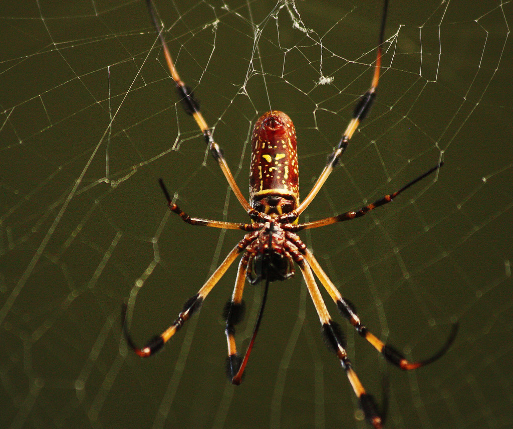 Spider Silk Stronger Than Steel: Can We Use It in Bulletproof Vests?