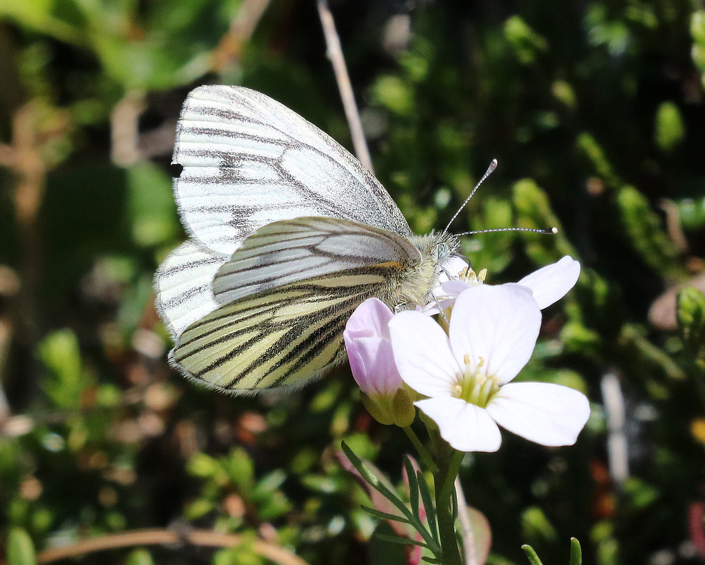 How Insects Are Disappearing Along With the Ice