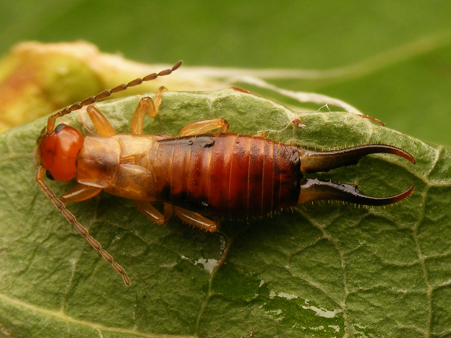 The Ancient Myth That Refuses to Die (image credits: wikimedia)