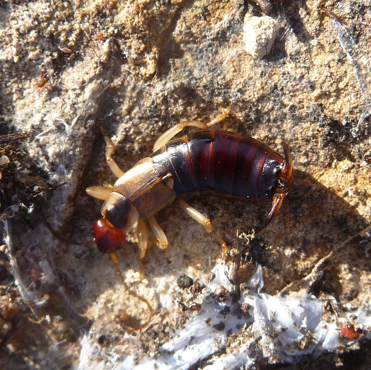 The Great Migration: How They Conquered the World (image credits: wikimedia)