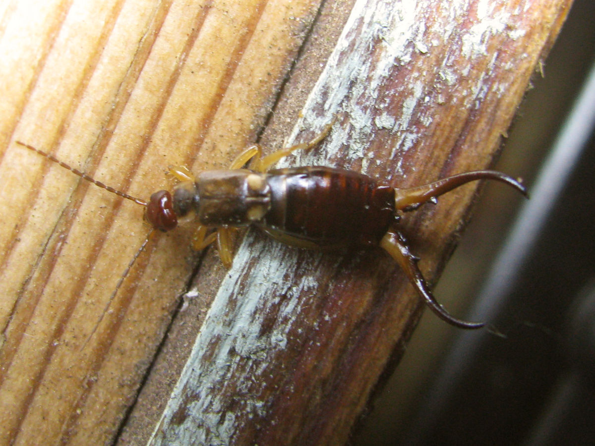 The Pincer Defense: Nature's Swiss Army Knife (image credits: wikimedia)