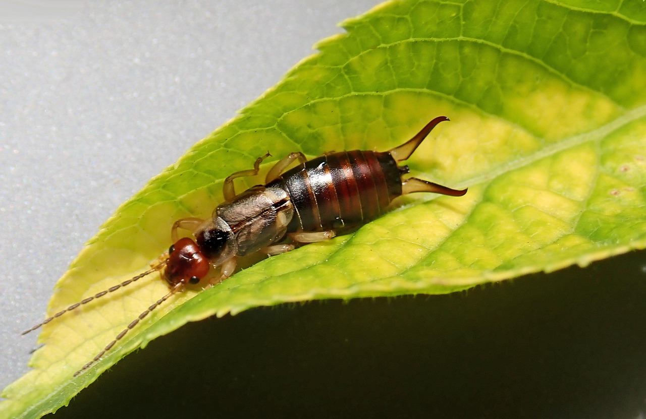 Growing Up Earwig: The Molting Marathon (image credits: pixabay)