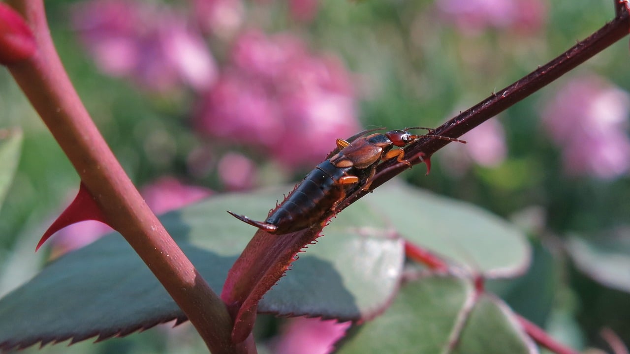 Predators and Survival Strategies (image credits: pixabay)