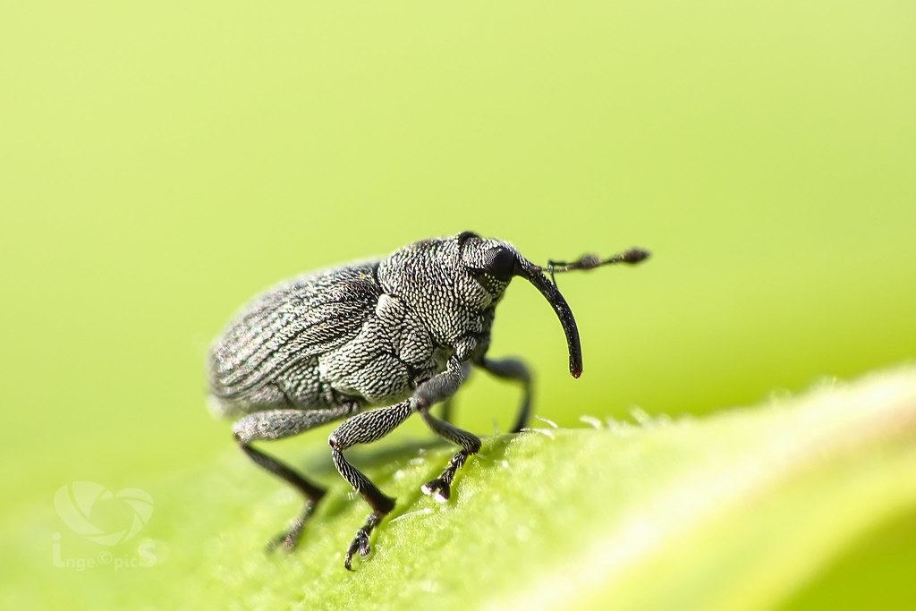 Weevils That Rewrite the Rules of Life and Death (image credits: flickr)