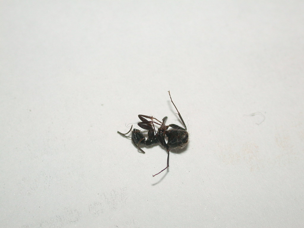 The Ant That Perfected Death by Committee (image credits: flickr)