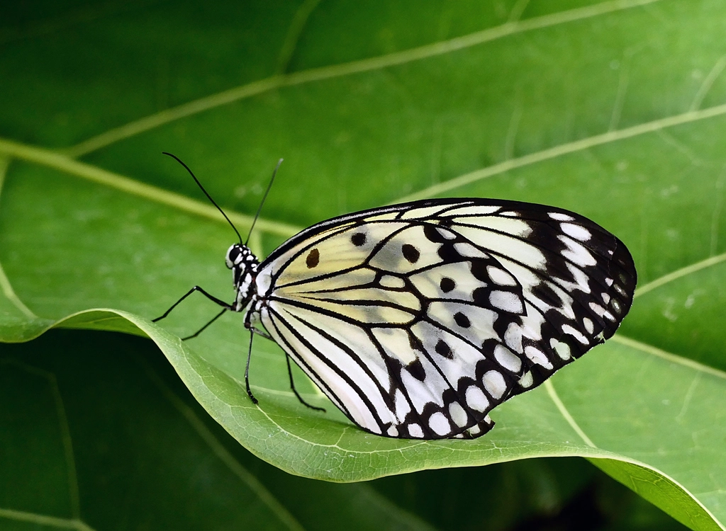 The Butterfly That Plays Dead in Mid-Flight (image credits: rawpixel)