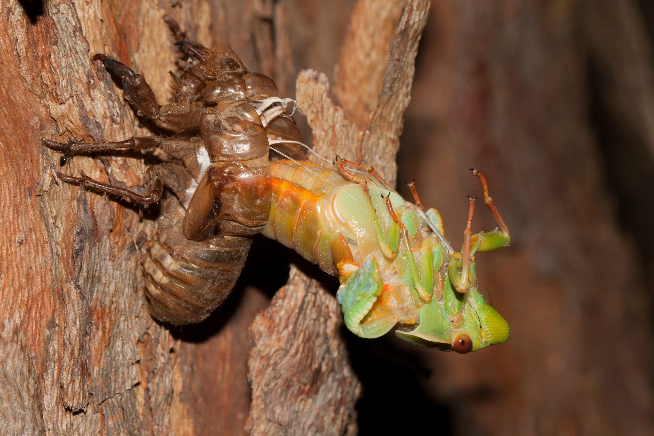 The Molting Dilemma: Growing Pains Turned Deadly (image credits: wikimedia)