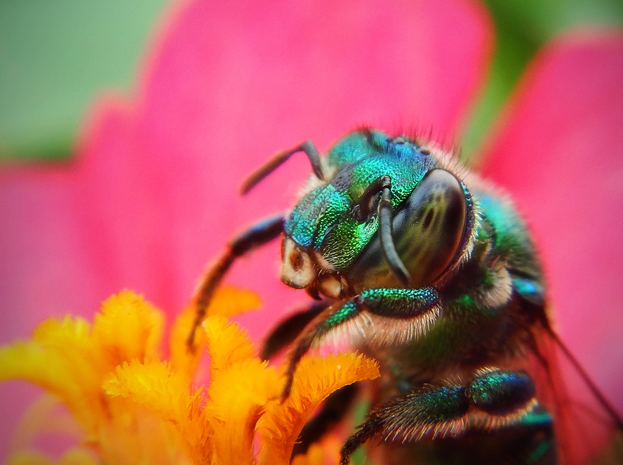 Food Chain Disruption: Ecological Impossibilities (image credits: pixabay)