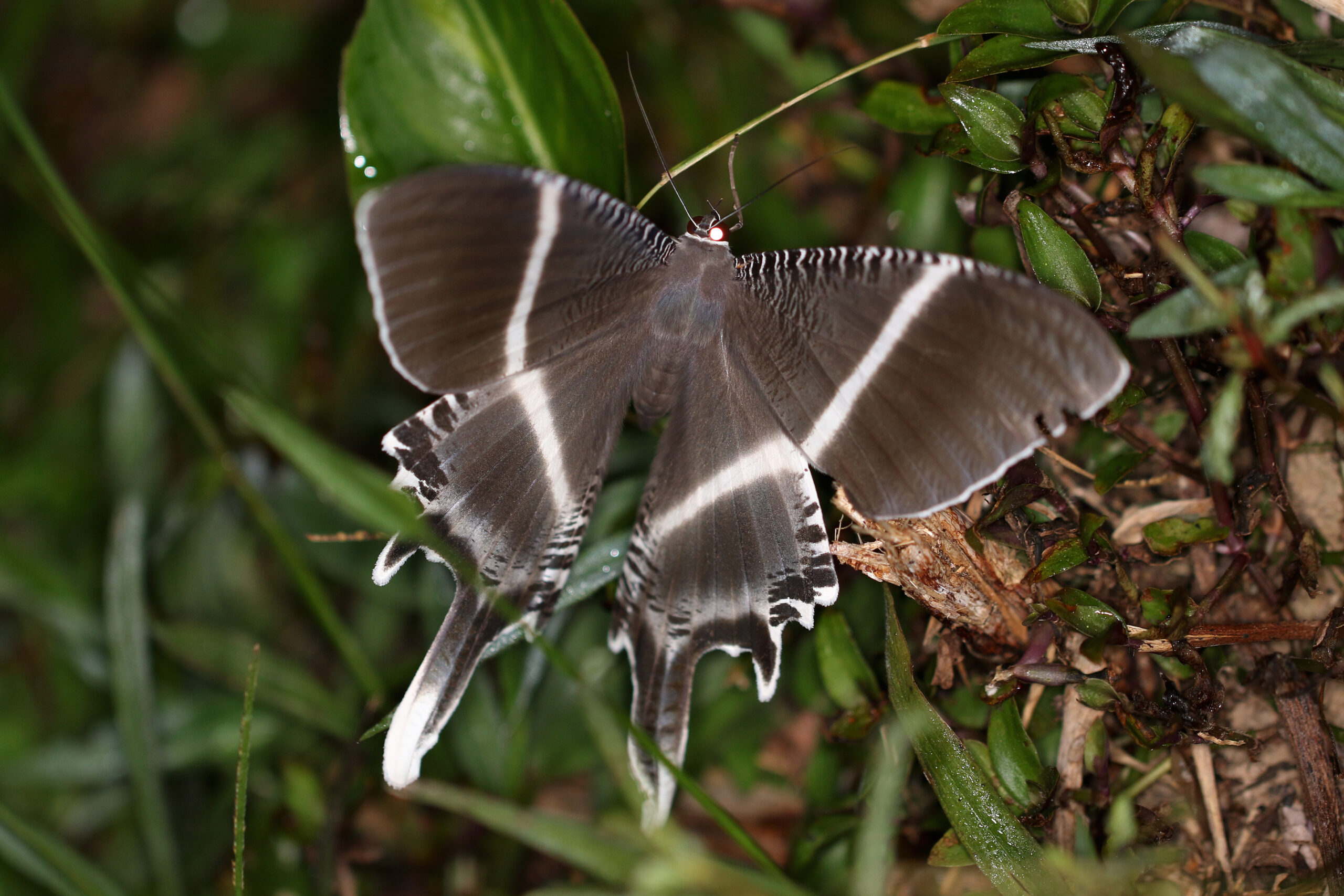 Island Gigantism: When Insects Do Get Bigger (image credits: wikimedia)