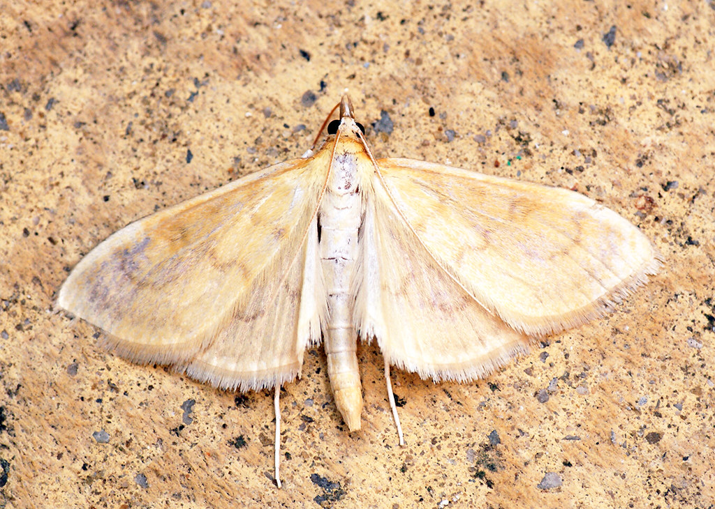 Climate Change and Future Insect Sizes (image credits: flickr)