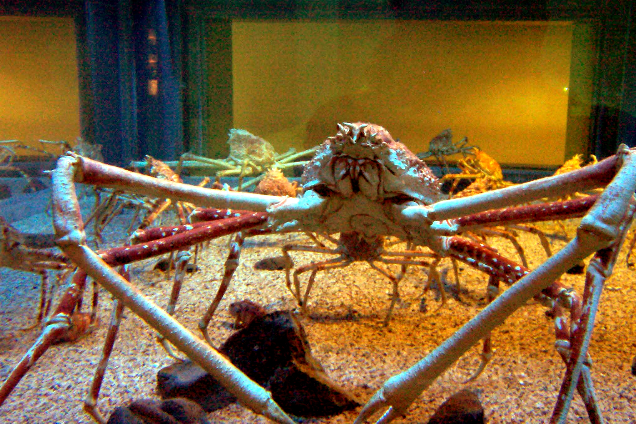 The Closest We'll Get: Aquatic Arthropods (image credits: wikimedia)