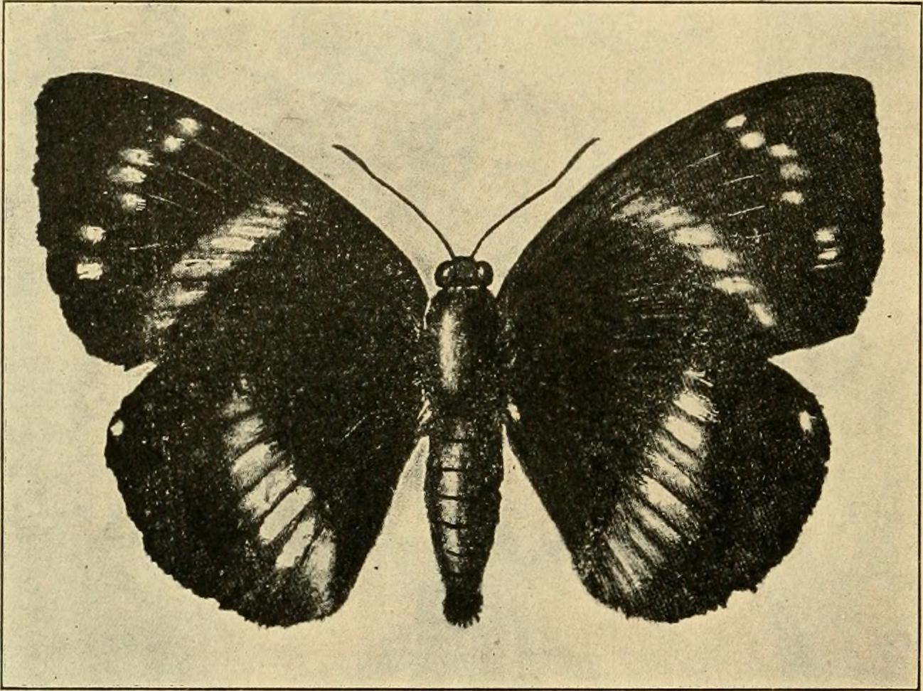 Conclusion: The Beautiful Impossibility (image credits: wikimedia)